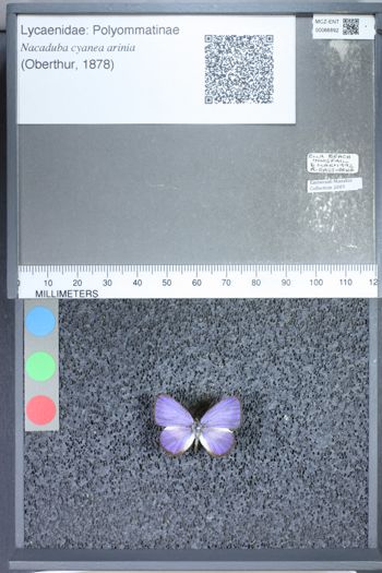 Media type: image;   Entomology 66892